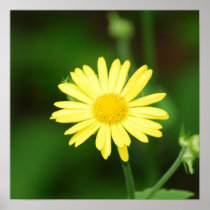 Leopards Bane Flowers  Poster