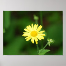 Leopards Bane Flowers Posters