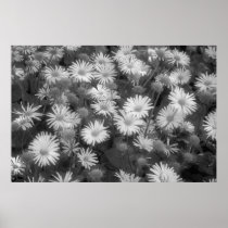LEOPARD'S BANE SPRING FLOWERS PRINT