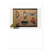 Lepidopterist - My Butterfly Collection Postcard