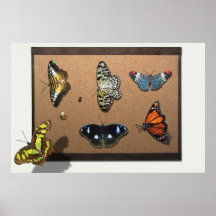 Lepidopterist - My Butterfly Collection Posters