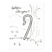 Leptospira Interrogans postcard