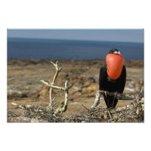 L'Equateur, Galapagos, île de Genovesa. Prince Photos Sur Toile