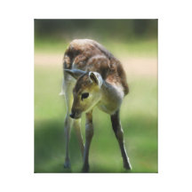 Les cerfs communs sont si doux impression sur toile