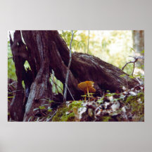 Les champignons de la fée posters