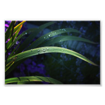 Les couleurs du jardin photos