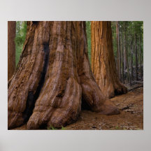 Les Etats-Unis, la Californie, arbre de séquoia gé Affiches