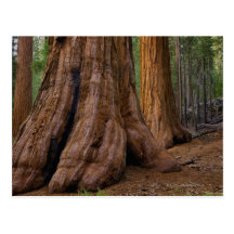 Les Etats-Unis, la Californie, arbre de séquoia gé Cartes Postales