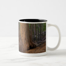 Les Etats-Unis, la Californie, arbre de séquoia gé Tasse
