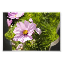 Les fleurs sont toujours meilleures (de l'autre cô impressions photographiques