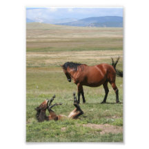 Les fonds lèvent le jeune cheval tirages photo