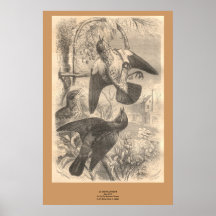 Les grives litornes posters