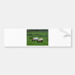 Les moutons s'approchent de Deerpark Irlande Adhésif Pour Voiture