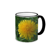 Les pissenlits sont belle trop tasse