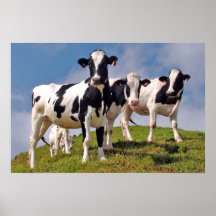 Les vaches sont fraîches affiches