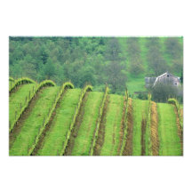 Les vignobles de raisin s'approchent de Newberg Or Photos