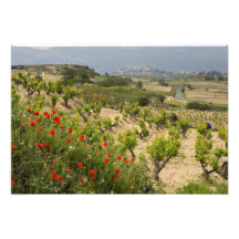Les vignobles s'approchent de Laguardia, capitale  Impressions Photo