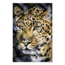 Les yeux d'un léopard photos d’art