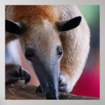 Lesser Anteater Poster