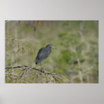 Lesser Blue Heron Everglades NAtional Park Print