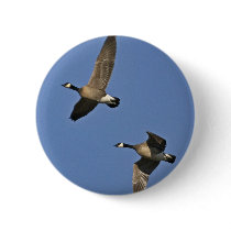 Lesser Canada Geese in Flight Pinback Button