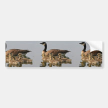 Lesser Canada Goose Brood Bumper Sticker