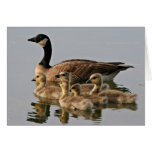 Lesser Canada Goose Brood Greeting Card