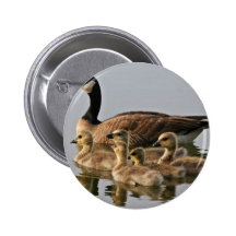 Lesser Canada Goose Brood Pin