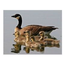 Lesser Canada Goose Brood Postcards