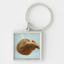 Lesser Electric Ray Key Chain
