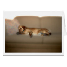 Let Sleeping Dogs Lie Card