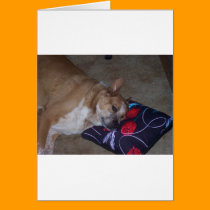 Let Sleeping Dogs Lie cards