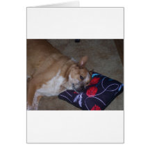 Let Sleeping Dogs Lie Card