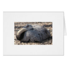 "Let Sleeping Rheas Lay" Card