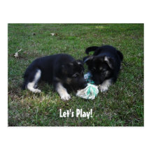 Let's Play! German Shepherd Puppy Postcard
