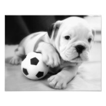 Let's Play Soccer!  English Bulldog Puppy Art Photo