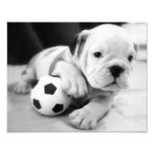 Let's Play Soccer!  English Bulldog Puppy Art Photo