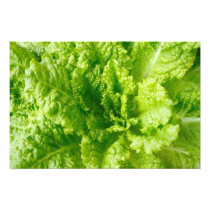 Lettuce Art Photo