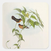 Leucippus Fallax Square Stickers