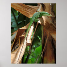 Lézard hawaïen d'Anole Posters