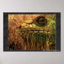 Lezard Posters