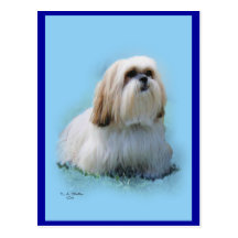 Lhasa Apso Postcard
