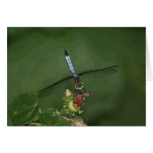 Libellule sur l'art de photo de fleur carte de vœux
