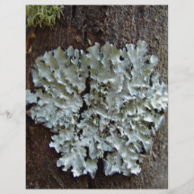 Lichen pâle sur l'arbre prospectus avec motif