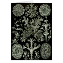 Lichens Cards