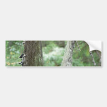 Lichens On Tree Bumper Sticker