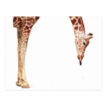"Licker" Giraffe Wildlife Animal Watercolor Postcards