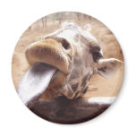 Licking Giraffe