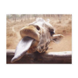 Licking Giraffe
