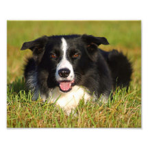 liegender Hütehund Border Collie Fotoposter